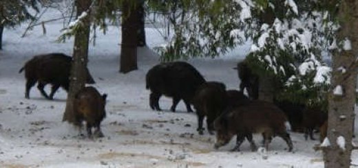 Охота на кабана в Амурской области