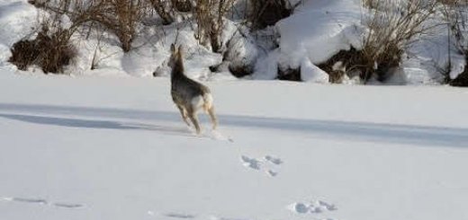 Охота троплением на косулю