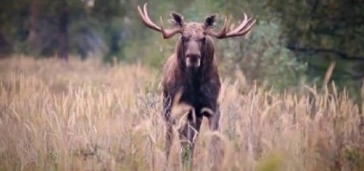 Видео охоты на лося в 2017