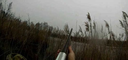 Видео охоты на утку 2017