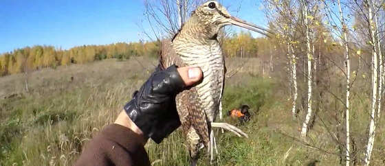 Охота на вальдшнепа осенью