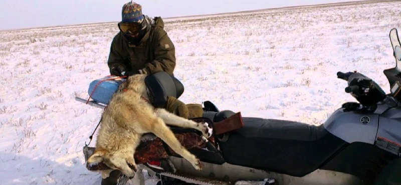 видео охоты на волков в казахстане