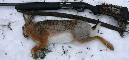 Охота на зайцев зимой