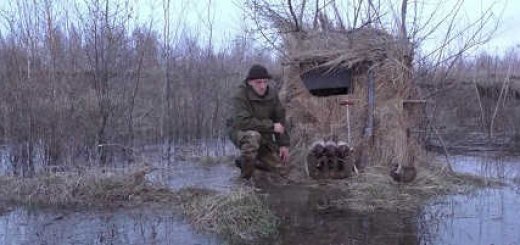 Видео весенней охоты на утку