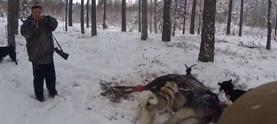 Загонная охота на лося в Белоруссии