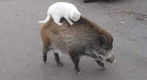 Дикий кабан и кот