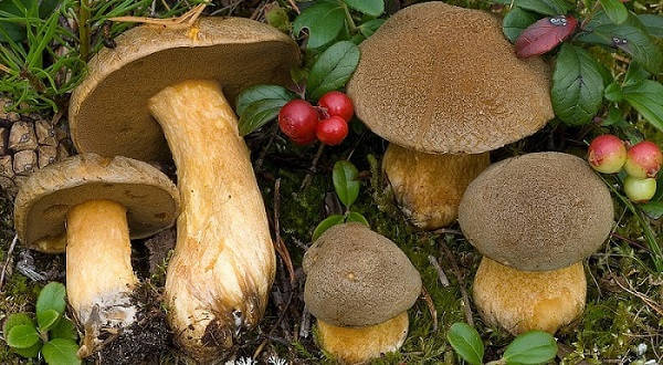 Желто-бурый моховик