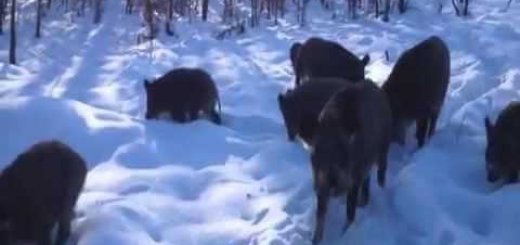 Встреча с кабанами в зимнем лесу видео