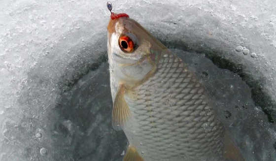 Ловля плотвы на мормышку