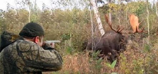 Видео-нарезки охоты на лося