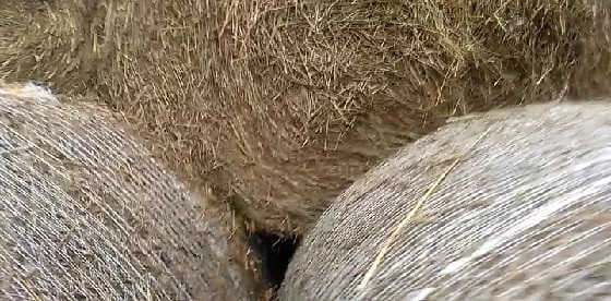 Охота на стогах