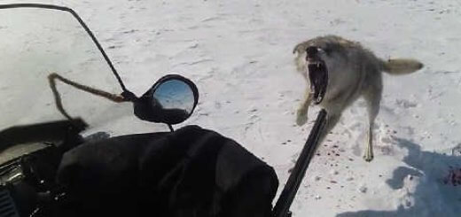 Охота на волков в Актюбинской области