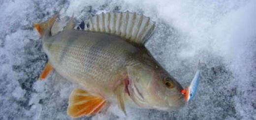 Окуневая рыбалка зимой видео