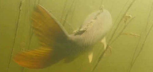 Подводная охота на сазана в 2018
