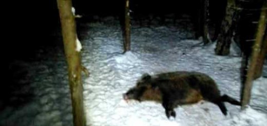 Видео зимней охоты на кабана в Башкортостане