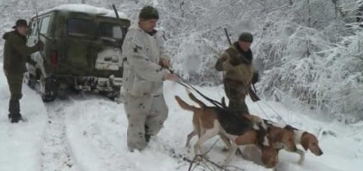 Видео зимней охоты на зайца в Ростовской области