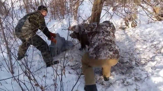 Кабан в петле видео