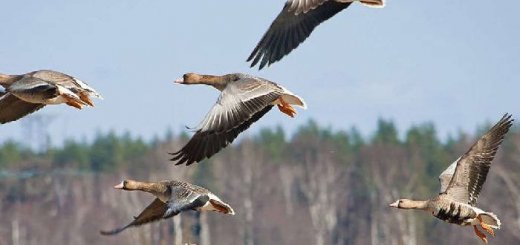 Как стрелять гусей на перелетах