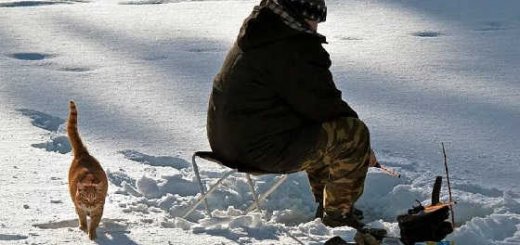 Ловля сомов зимой видео