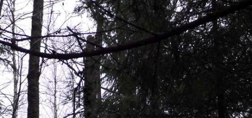 Охота на рябчика зимой в 2018 году видео