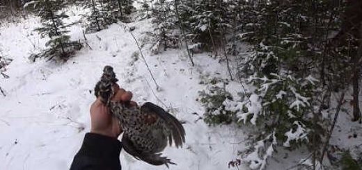 Охота на рябчика зимой видео