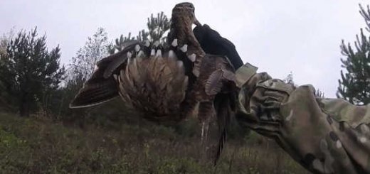 Осенняя охота с подхода в Костромской области видео
