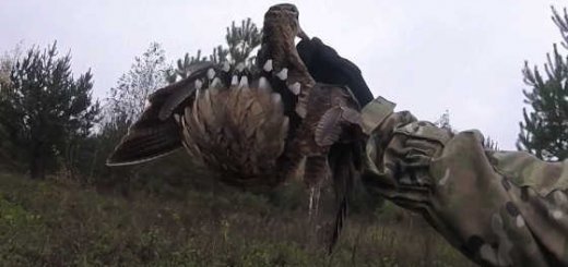 Осенняя охота с подхода в Костромской области видео