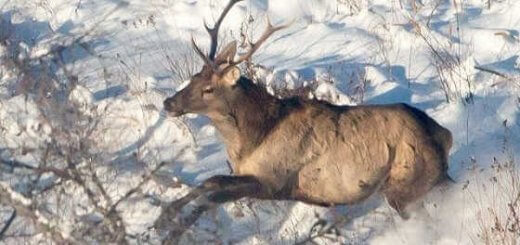 Видео зимней охоты на оленя