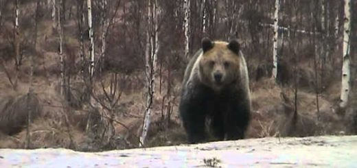 Голодный медведь видео