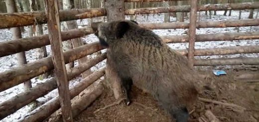 Кабан попал в ловушку видео