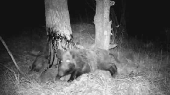 Кабаны на чесалке видео