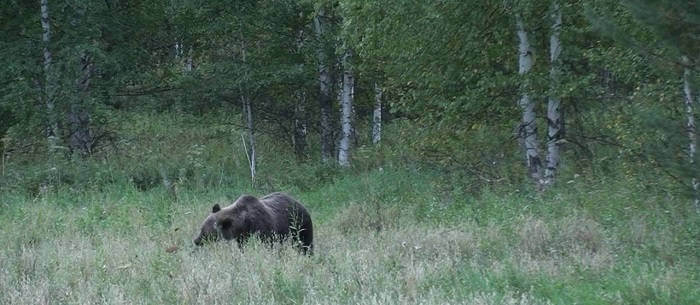 Как охотиться на медведя на овсах