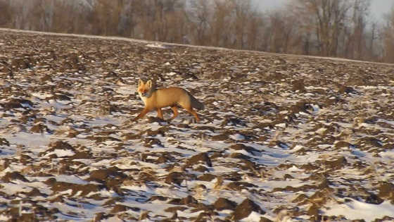 Лис во время гона видео