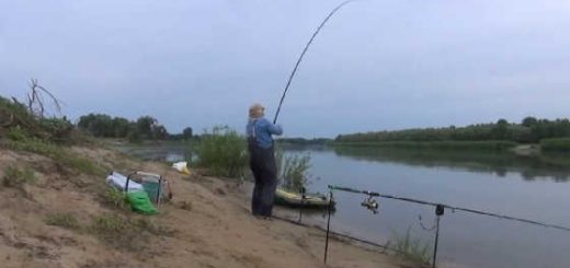 Ловля карпа осенью на Ахтубе видео