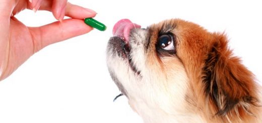 Недостаток витамин у собак