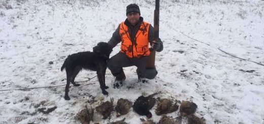 Охота на фазана по снегу видео