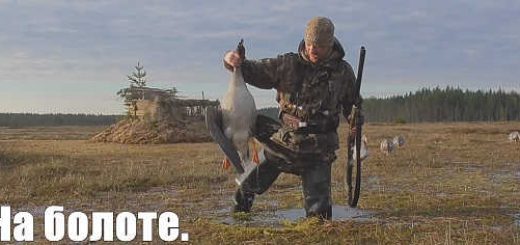 Охота на гусей на болоте в Карелии видео