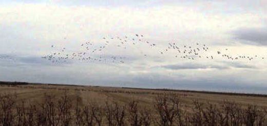 Охота на гуся на Днепропетровщине видео