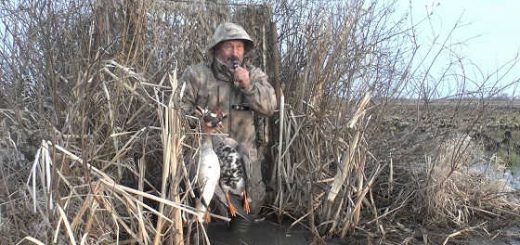 Охота на гуся весной в Рязани видео