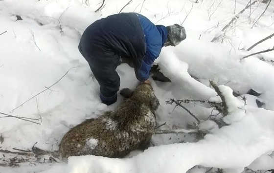 Охота на кабана зимой в 2018 видео