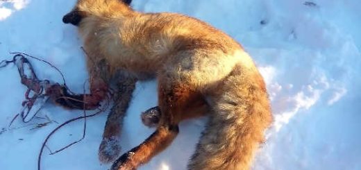 Охота на лисицу капканами в полях видео