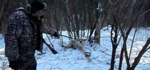 Охота на волка капканами видео