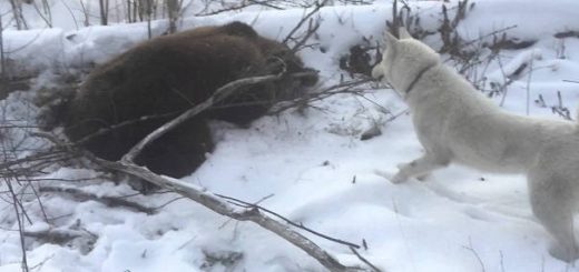 Охота с лайкой на медведя