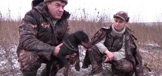 Охота с норными собаками в Тульской области видео