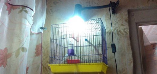Освещение для попугаев