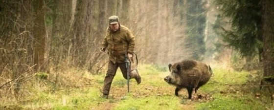 Секач идет на таран видео