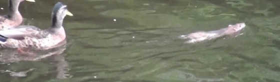 Утка против водяной крысы видео