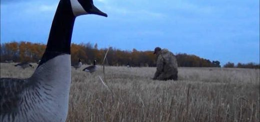 Весенняя охота на гуся в Канаде видео