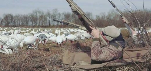Весенняя охота на гуся в 2017 видео