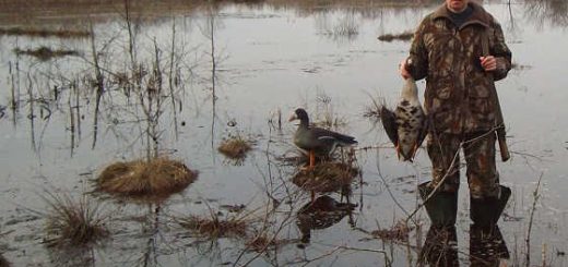Весенняя охота на гуся на болоте видео